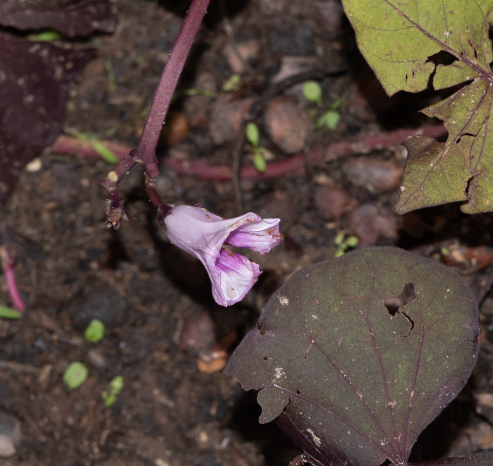 Изображение особи Ipomoea batatas.