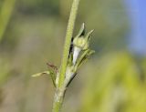 Scabiosa lachnophylla. Часть побега с развивающимся боковым соцветием. Приморский край, Уссурийский гор. округ, окр. с. Монакино, луг на небольшой сопке. 09.09.2021.