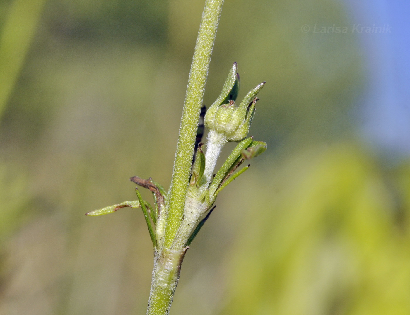 Image of Scabiosa lachnophylla specimen.