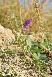 Oxytropis glabra