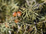 Juniperus oxycedrus. Верхушка ветви с шишкоягодами. Испания, автономное сообщество Каталония, провинция Барселона, комарка Осона, муниципалитет Рупит-и-Пруит, окр. водопада Сальт-де-Сальент, ≈802 м н.у.м., край плато, древесно-кустарниковое сообщество. 15.12.2021.