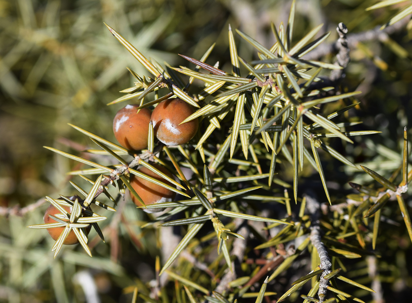 Изображение особи Juniperus oxycedrus.