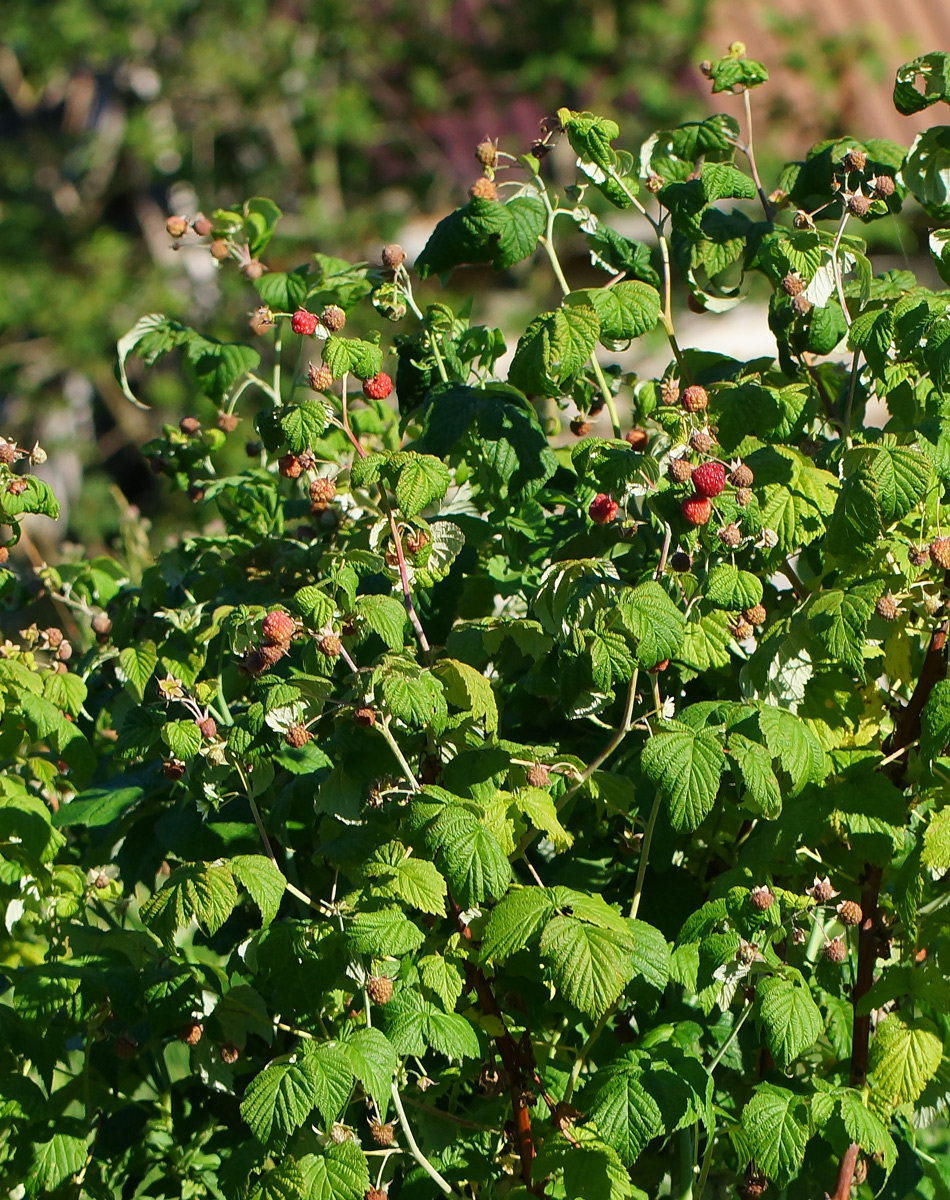 Image of Rubus idaeus specimen.