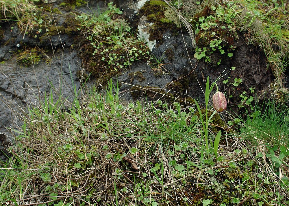 Изображение особи Fritillaria grandiflora.