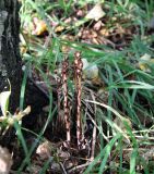 Hypopitys monotropa. Плодоносящее растение. Московская обл., Одинцовский р-н, окр. г. Кубинка, смешанный лес с преобладанием липы. 09.08.2021.