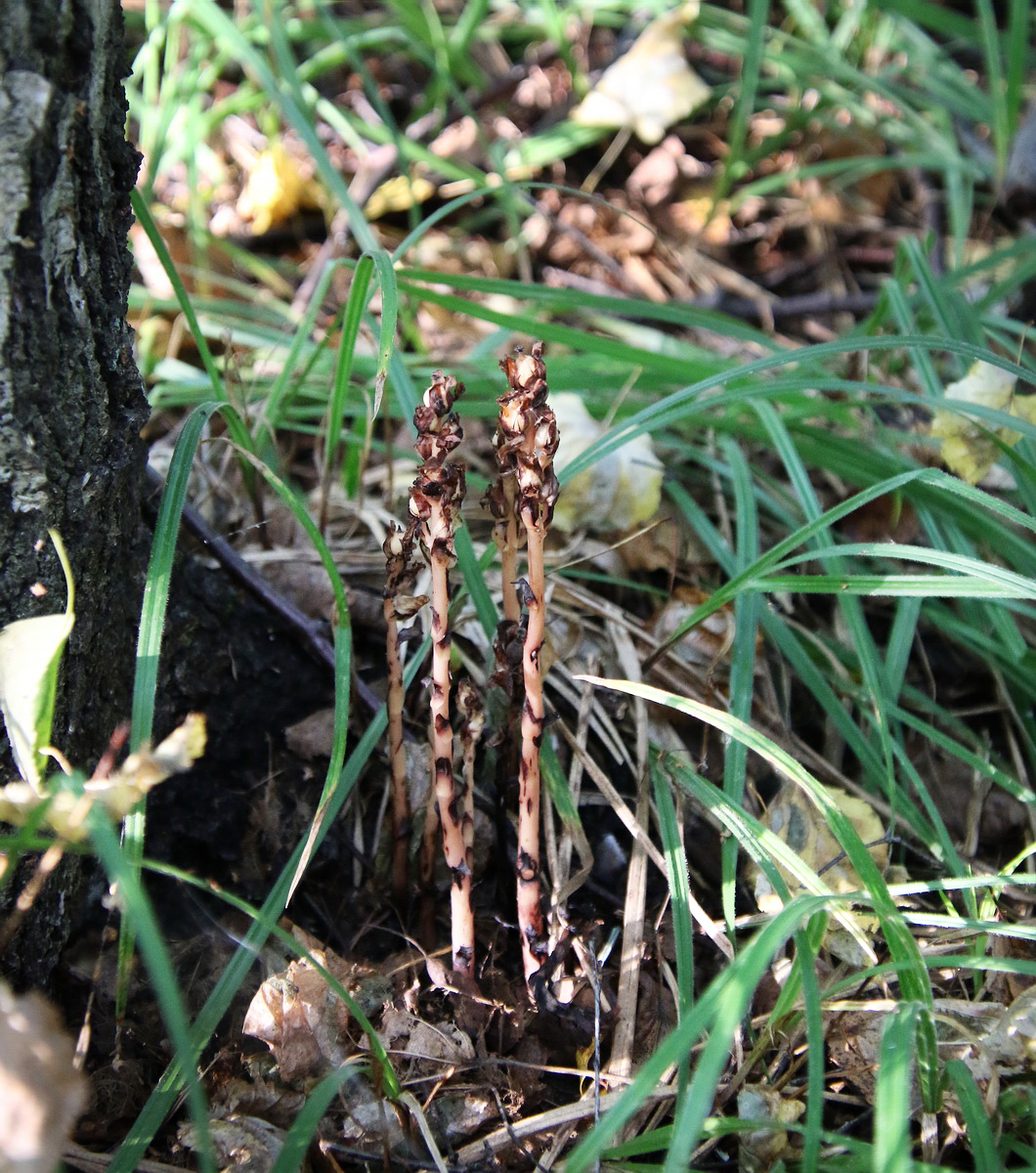 Image of Hypopitys monotropa specimen.