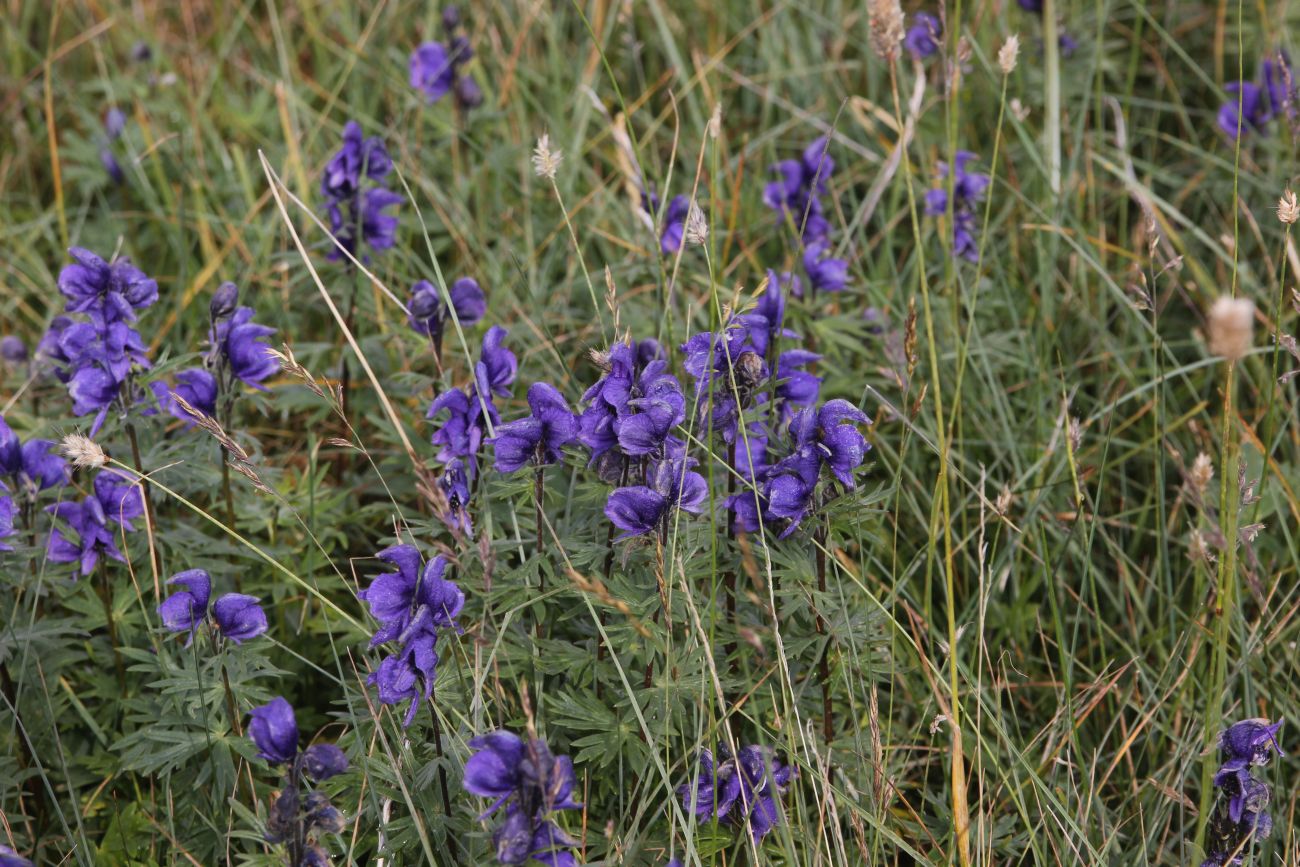 Image of Aconitum altaicum specimen.