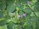 Lespedeza bicolor