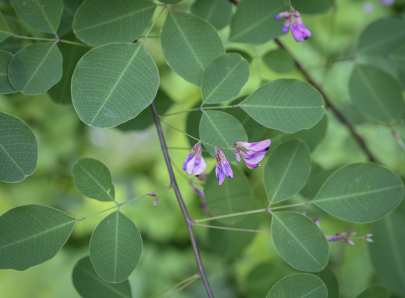 Image of Lespedeza bicolor specimen.