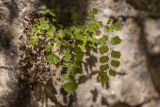 Adiantum capillus-veneris. Растения на скале. Абхазия, г. Новый Афон, ущелье р. Псырцха. 18.02.2022.