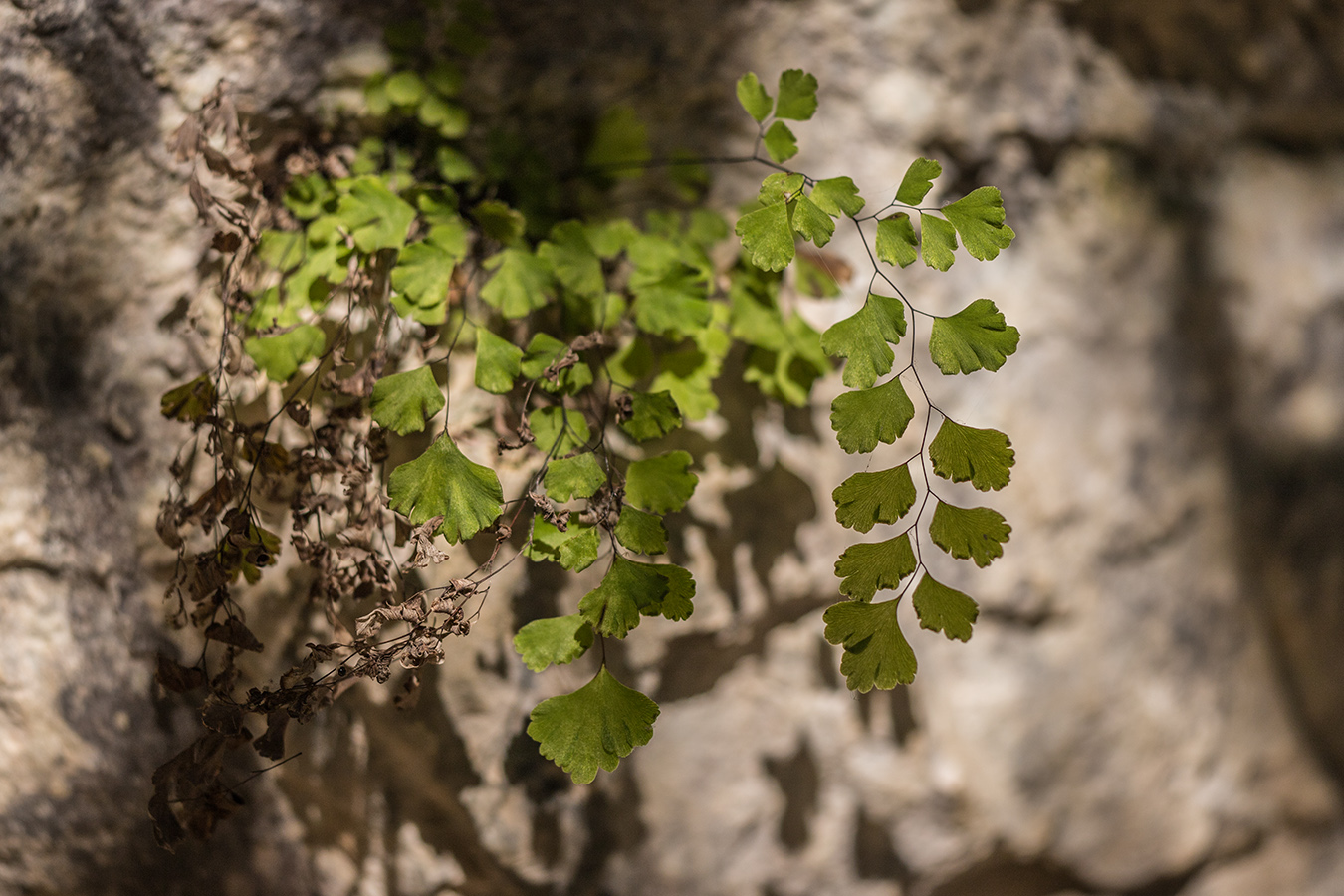 Изображение особи Adiantum capillus-veneris.