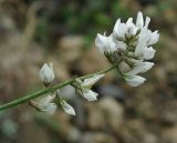 Oxytropis dasypoda. Соцветие. Дагестан, Гунибский р-н, ущелье р. Кара-Койсу. 23.04.2010.