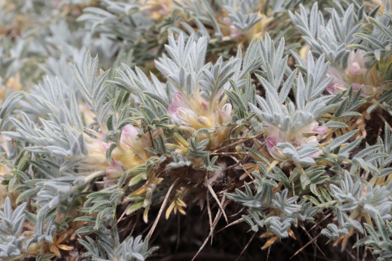 Изображение особи Astragalus arnacantha.