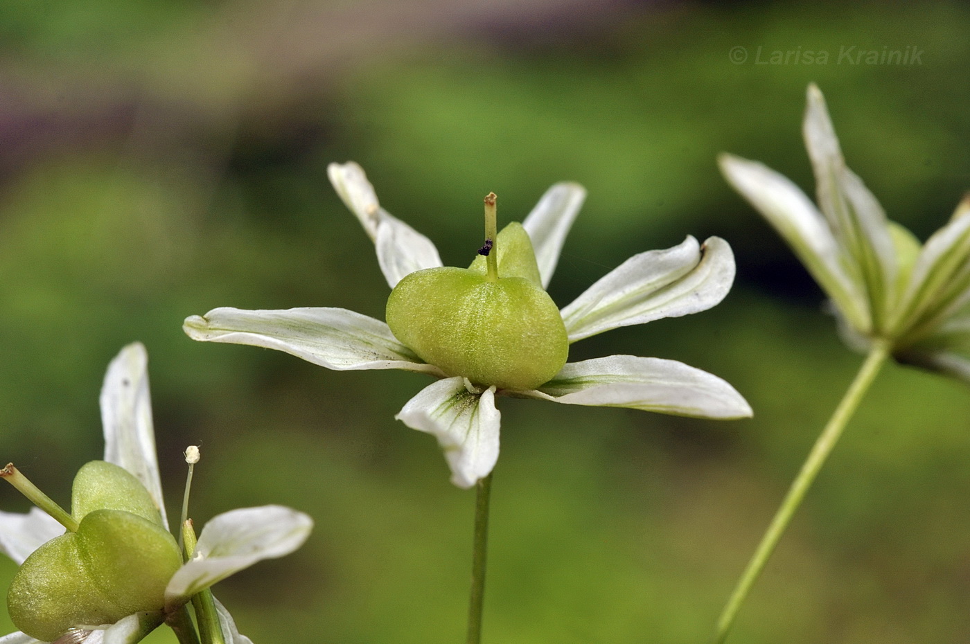 Image of Lloydia triflora specimen.