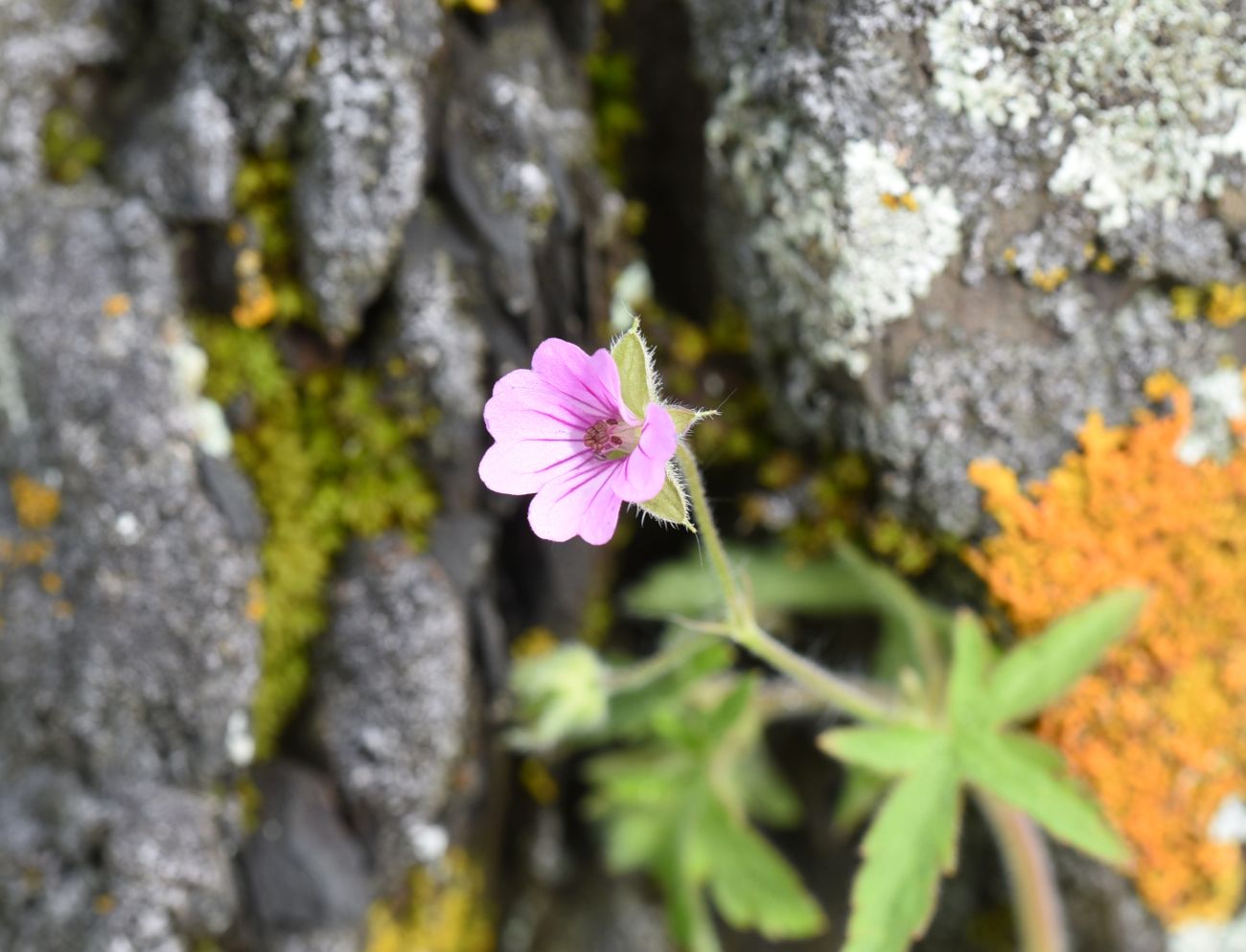 Изображение особи Geranium divaricatum.