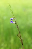 Scutellaria regeliana. Верхушка цветущего растения. Приморский край, Ольгинский р-н, окр. пгт Ольга, устье р. Аввакумовка на левом берегу, осоковое болото с Carex meyeriana. 09.07.2022.