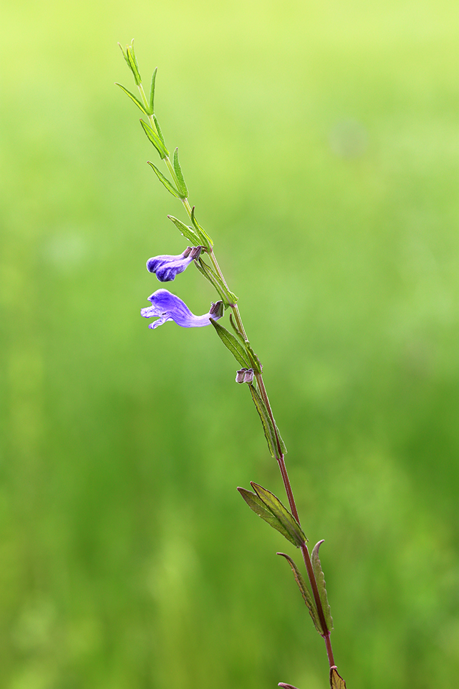 Изображение особи Scutellaria regeliana.