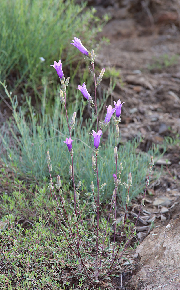 Image of Campanula daghestanica specimen.