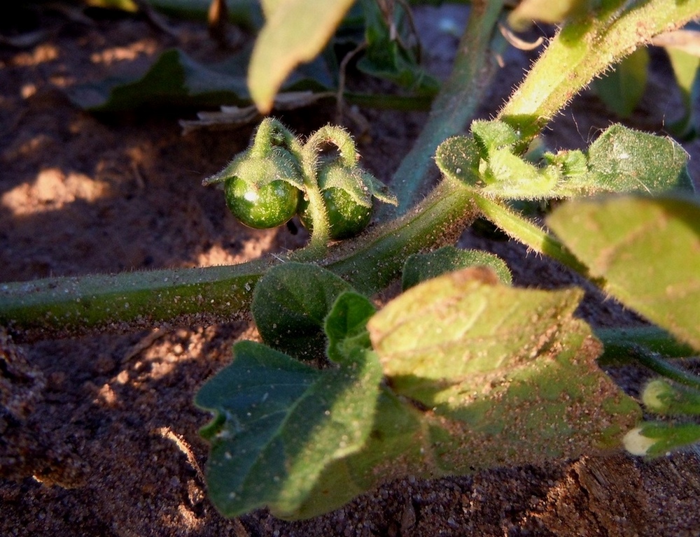 Image of Solanum nitidibaccatum specimen.