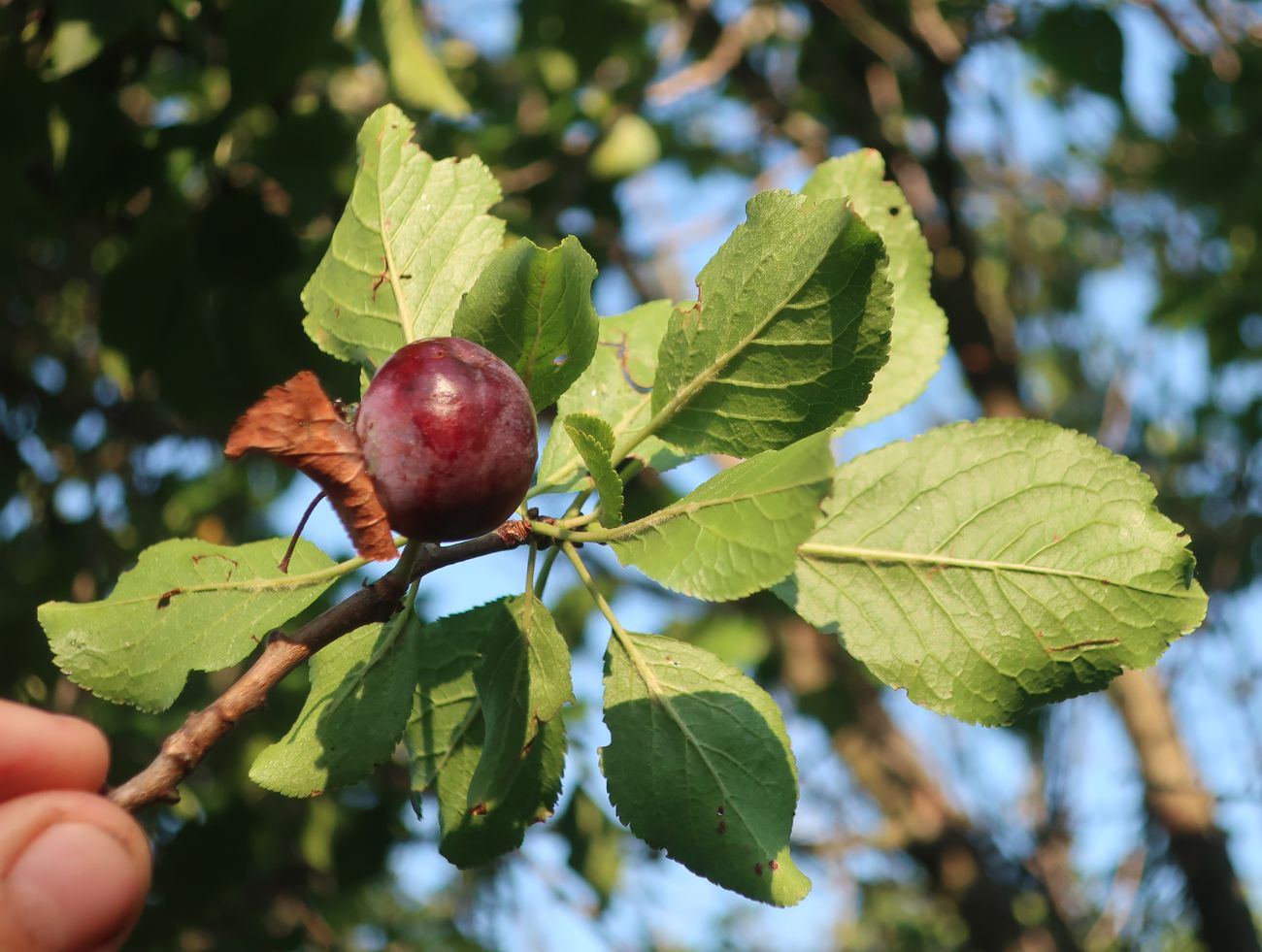 Изображение особи Prunus insititia.