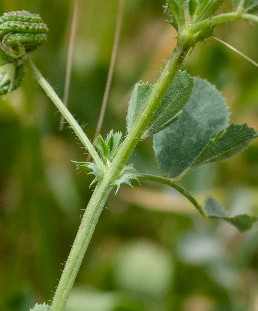 Изображение особи Medicago turbinata.