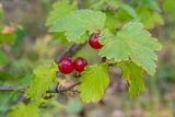 Ribes alpinum