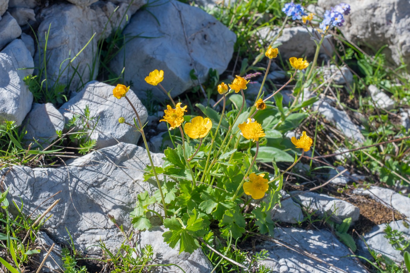 Изображение особи Ranunculus oreophilus.