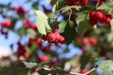 Crataegus mollis. Верхушка побега с плодами. Томская обл., г. Томск, Академгородок, в культуре. 23.09.2022.