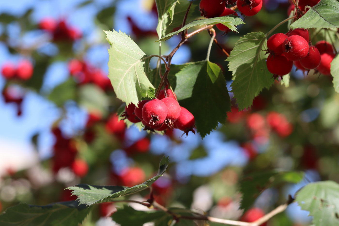 Image of Crataegus mollis specimen.