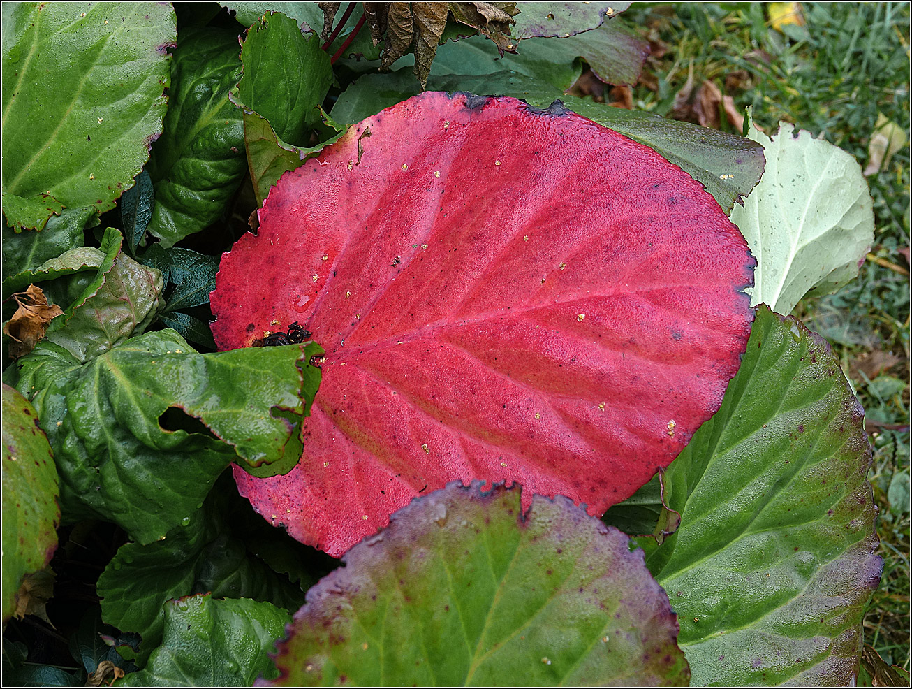 Изображение особи Bergenia crassifolia.