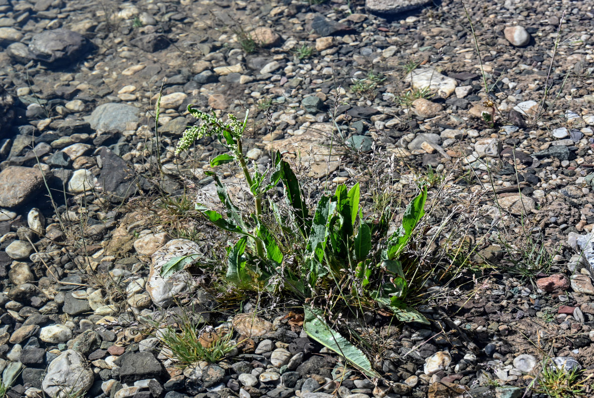 Изображение особи род Rumex.