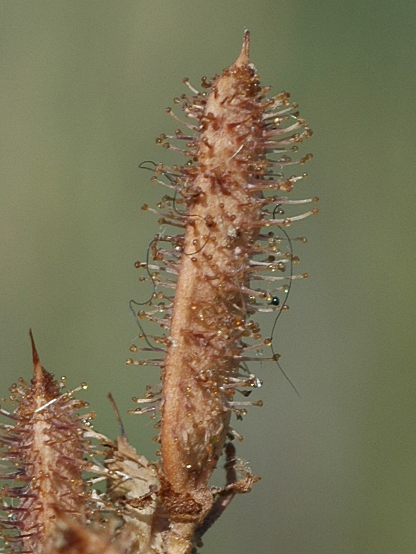 Image of Glycyrrhiza michajloviana specimen.