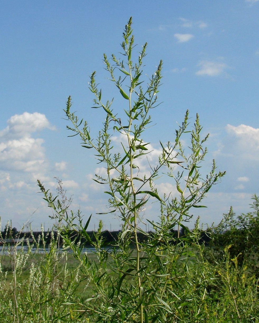 Изображение особи Artemisia dracunculus.