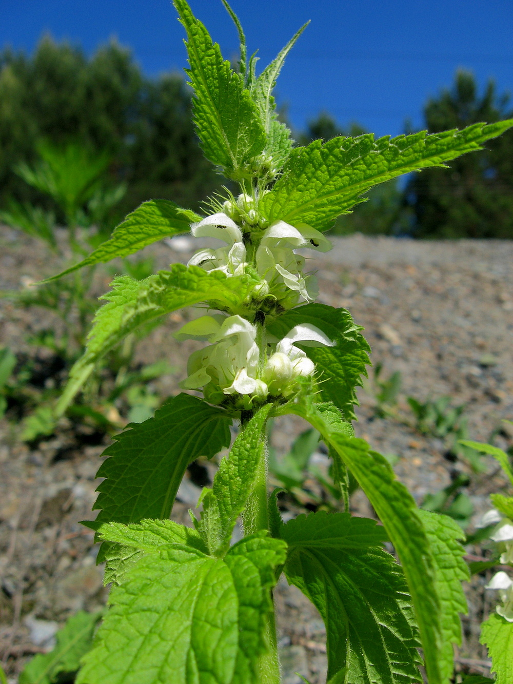 Image of Lamium album specimen.