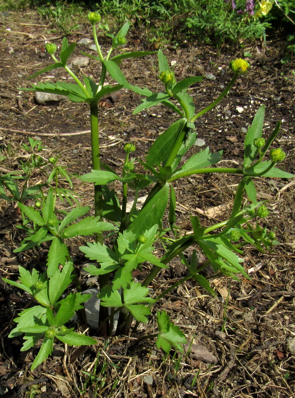 Image of Ranunculus kedranus specimen.