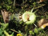 Sonchus asper. Основание корзинки с семянками. Казахстан, г. Тараз, левый берег долины р. Ушбулак (Карасу), старые вязовые посадки. 3 ноября 2022 г.