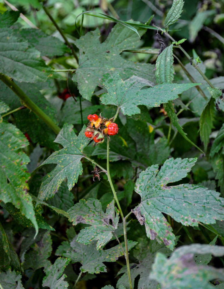 Изображение особи Rubus crataegifolius.