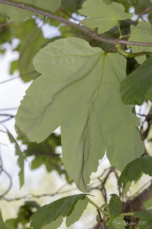 Image of Acer pseudoplatanus specimen.