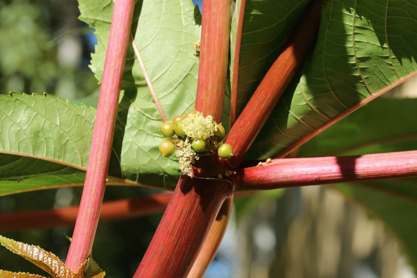 Изображение особи Ricinus communis.