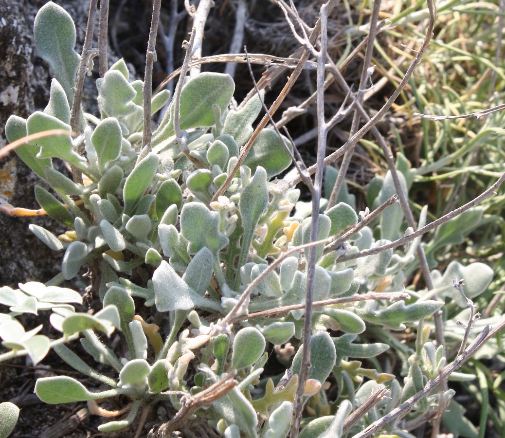 Image of Matthiola odoratissima specimen.