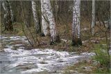 Betula pendula. Прикорневые части стволов деревьев. Москва Кузьминский лесопарк. 28.02.2008.