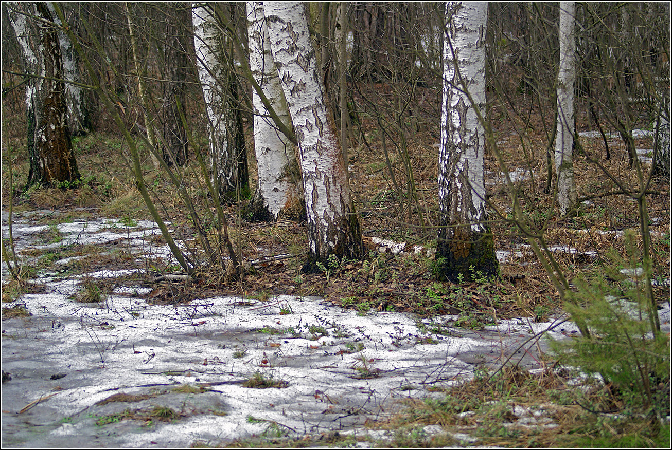 Изображение особи Betula pendula.