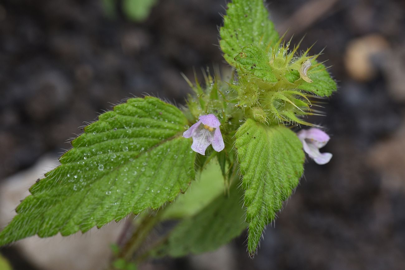 Image of Galeopsis bifida specimen.