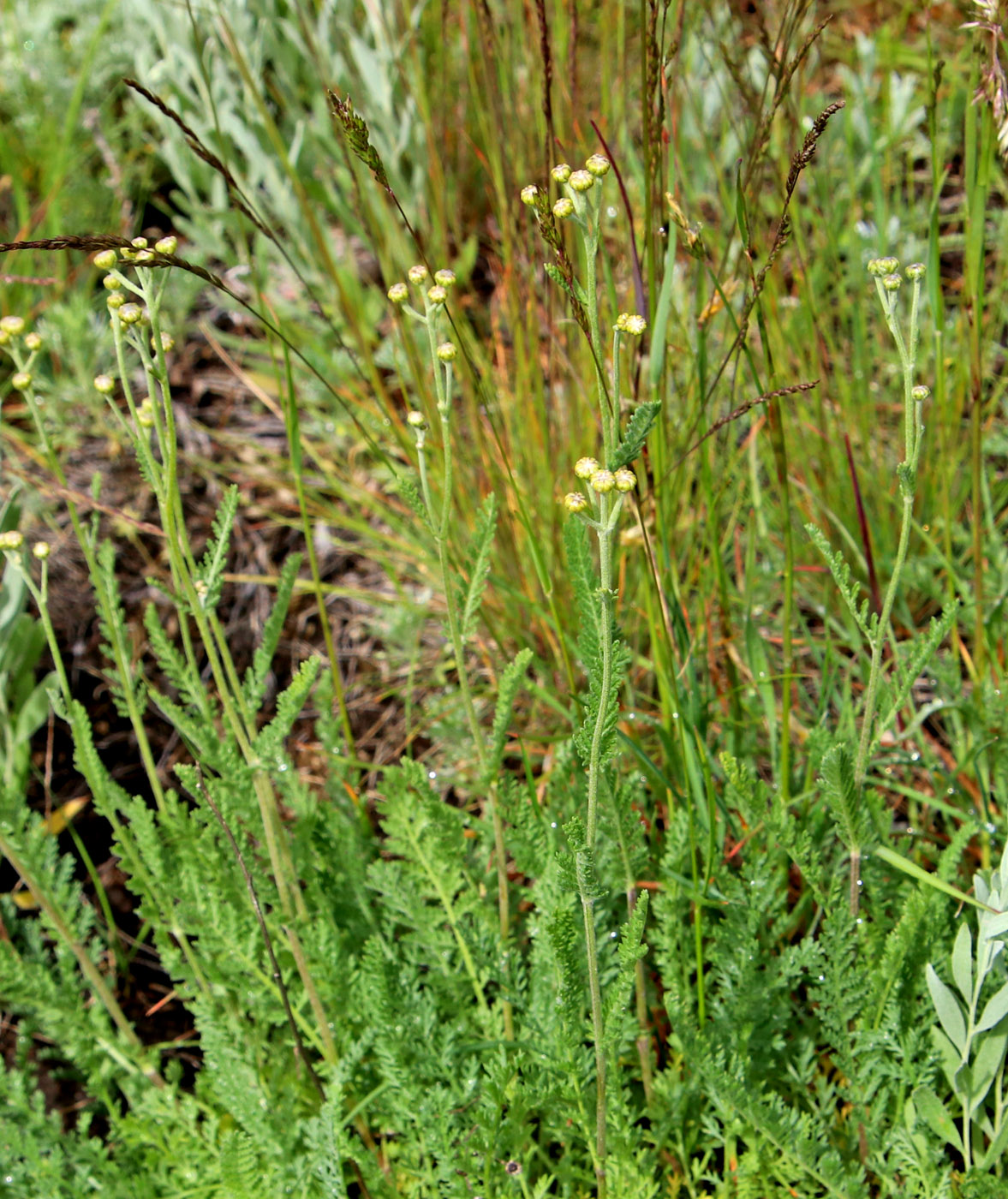 Image of Tanacetum kittaryanum specimen.