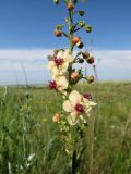 Verbascum × ignescens. Часть соцветия с цветками и бутонами. Татарстан, Новошешминский р-н, окр. пос. Совхоз «Красный Октябрь», памятник природы \"Склоны Коржинского\", степь. 10.07.2022.