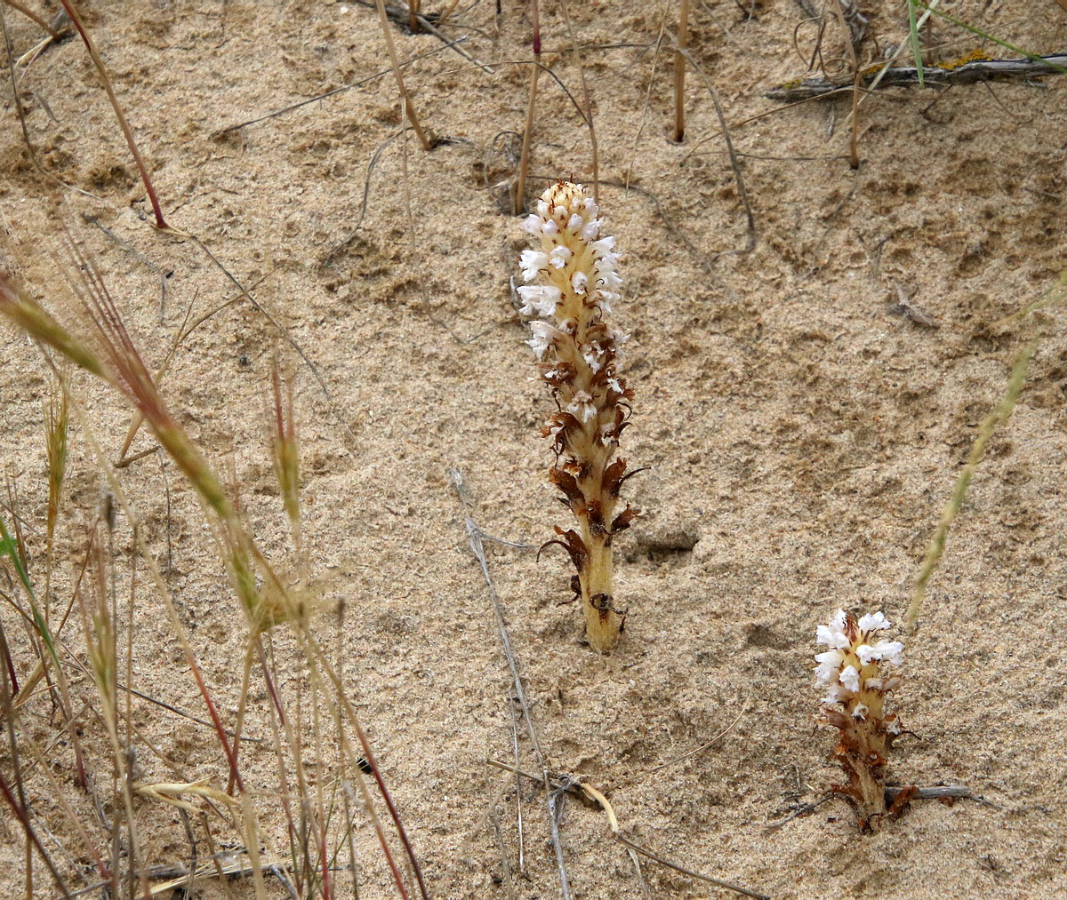 Image of Orobanche pubescens specimen.