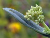 Hylotelephium pallescens. Лист с развивающимся пазушным соцветием. Приморский край, Уссурийский гор. округ, окр. с. Монакино, разнотравный луг на небольшой сопке. 15.08.2016.