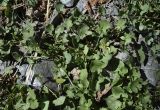 Rumex scutatus