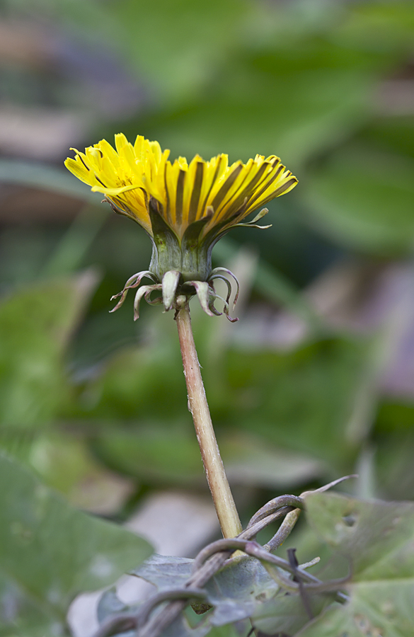 Image of genus Taraxacum specimen.