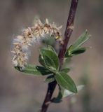 род Salix